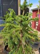 Weeping Norway Spruce