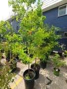 Bald Cypress