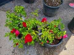 2) Rose Bush
