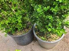 2) Bushes