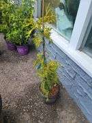 Lucky Find Western Red Cedar
