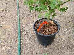 Patsy Japanese Maple