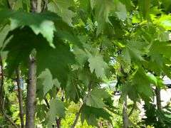 Red Maple Tree