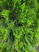 Emerald Green Arborvitae