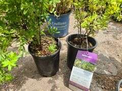 2) Marmalade Potentilla