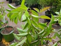 3) Bob Gordon Elderberry