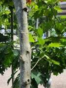 London Planetree