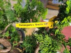 Slender Hinoki False Cypress
