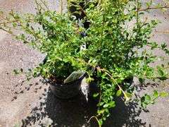 4) Cotoneaster Coral Beauty