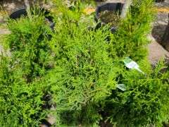 6) Skybound Arborvitae