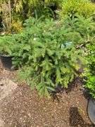 Black Hills Spruce