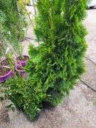2) Miss Kilm Lilacs, Emerald Green Arborvitae