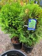2) Little Giant Arborvitaes