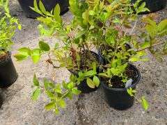 3) Highbush Blueberry