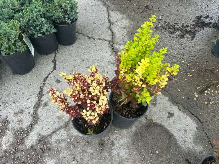 2) Orange Torch Barberry Shrubs