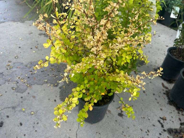 3) Golden Barberry Shrubs