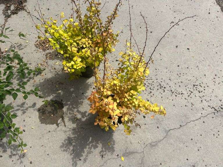 2) Barberry Shrubs
