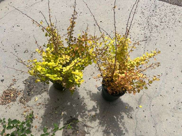 2) Barberry Shrubs