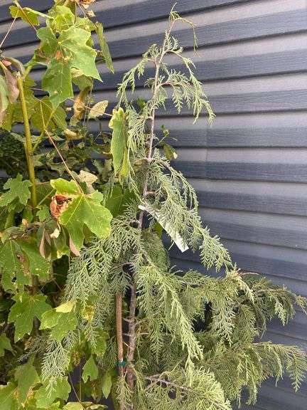 Assorted Plants