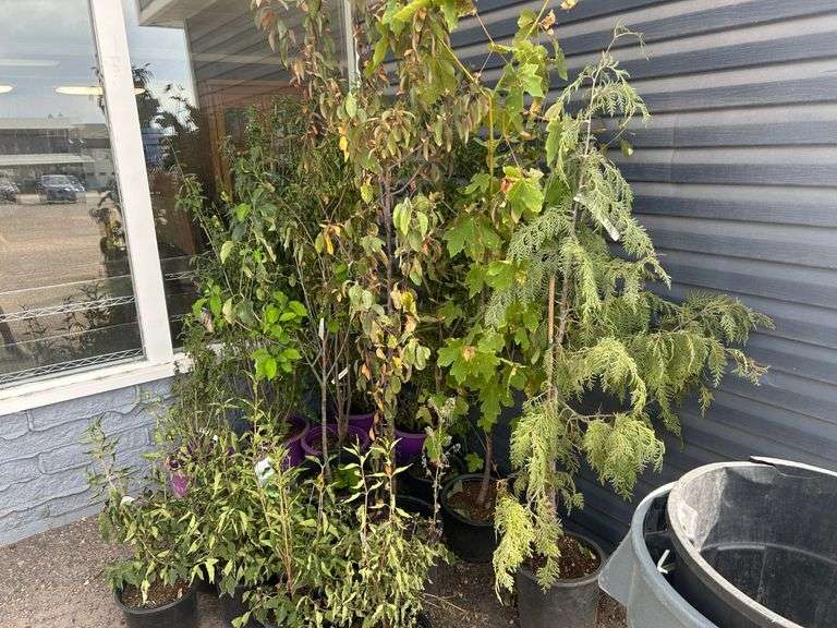 Assorted Plants