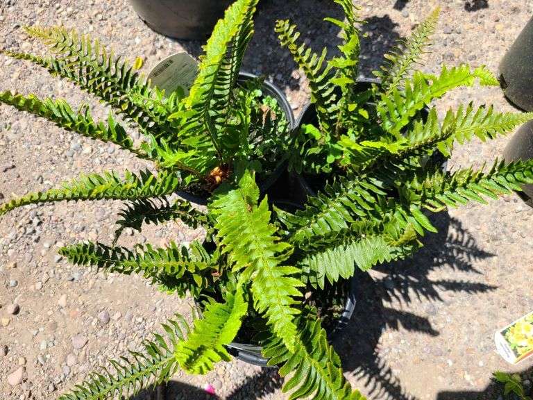 3) Western Sword Fern
