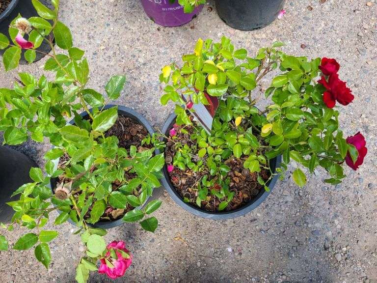 2) Rose Bush
