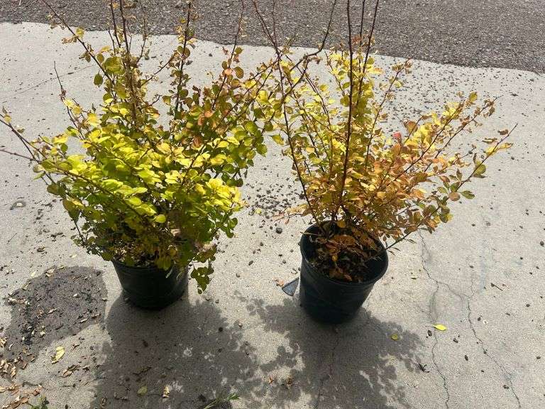 2) Barberry Shrubs