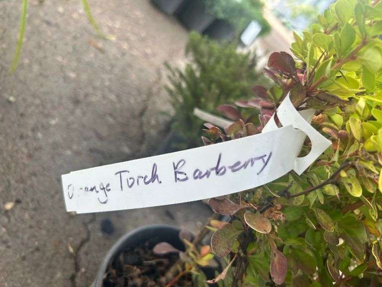 2) Orange Torch Barberry Shrubs