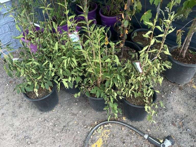 Assorted Plants