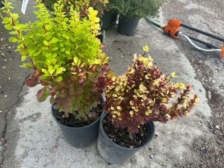 2) Orange Torch Barberry Shrubs