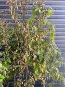 Assorted Plants