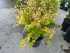 3) Golden Barberry Shrubs