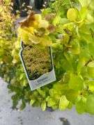 3) Golden Barberry Shrubs