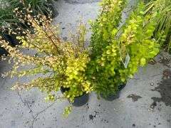 3) Golden Barberry Shrubs