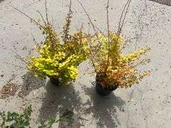 2) Barberry Shrubs