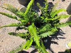 3) Western Sword Fern