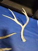 4) Antlers, Roping Rope
