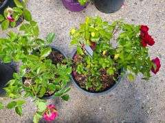 2) Rose Bush