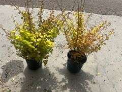 2) Barberry Shrubs