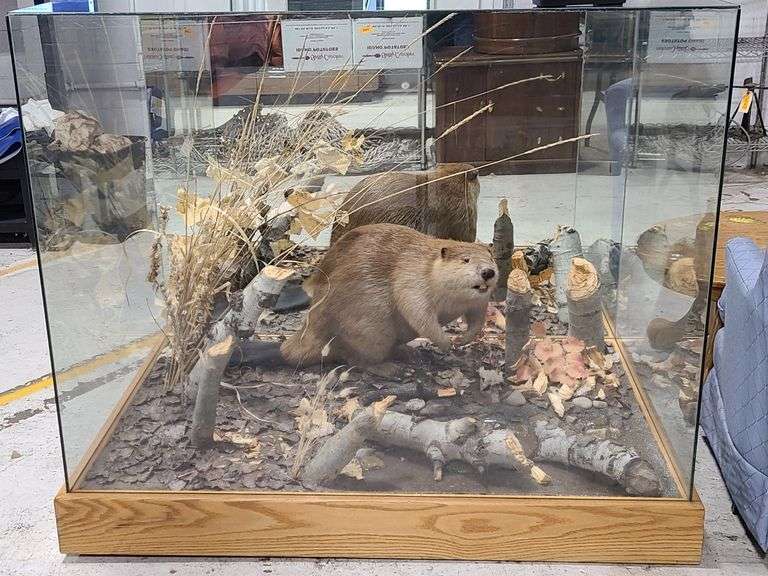 Taxidermy Beaver Display
