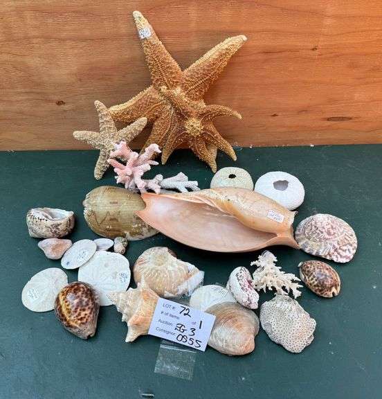 Shells, Coral