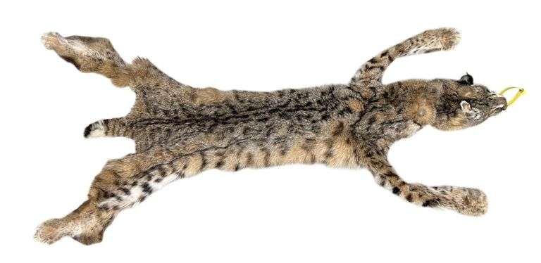 Bobcat Pelt