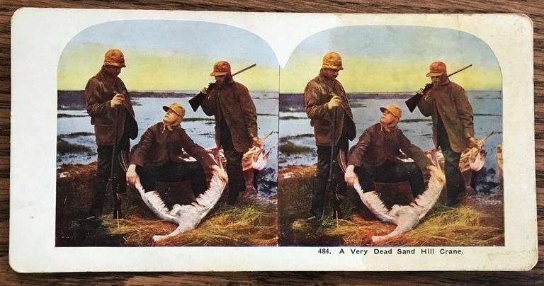 OLD STEROPTIC CARD FEATURING HUNTING SANDHILLS CRANES