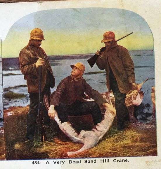 OLD STEROPTIC CARD FEATURING HUNTING SANDHILLS CRANES