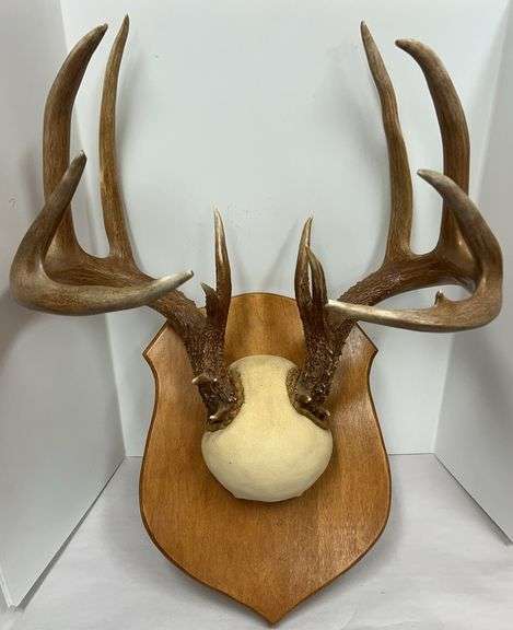 Whitetail Antler Mount - Nice Buck!