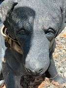 Black Outdoor Dog Statue, Approx. 28 Inches Tall by 32 Inches Long