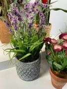 Artificial Plants in Various Pots, Tallest is 24 Inches