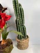 Artificial Plants in Various Pots, Tallest is 24 Inches