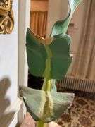 Handcrafted Wooden Palm Sculpture with Removable Leaves