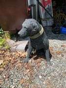 Black Outdoor Dog Statue, Approx. 28 Inches Tall by 32 Inches Long